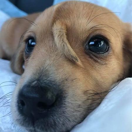 Click image for larger version

Name:	dog tail.jpg
Views:	828
Size:	76.8 KB
ID:	349325