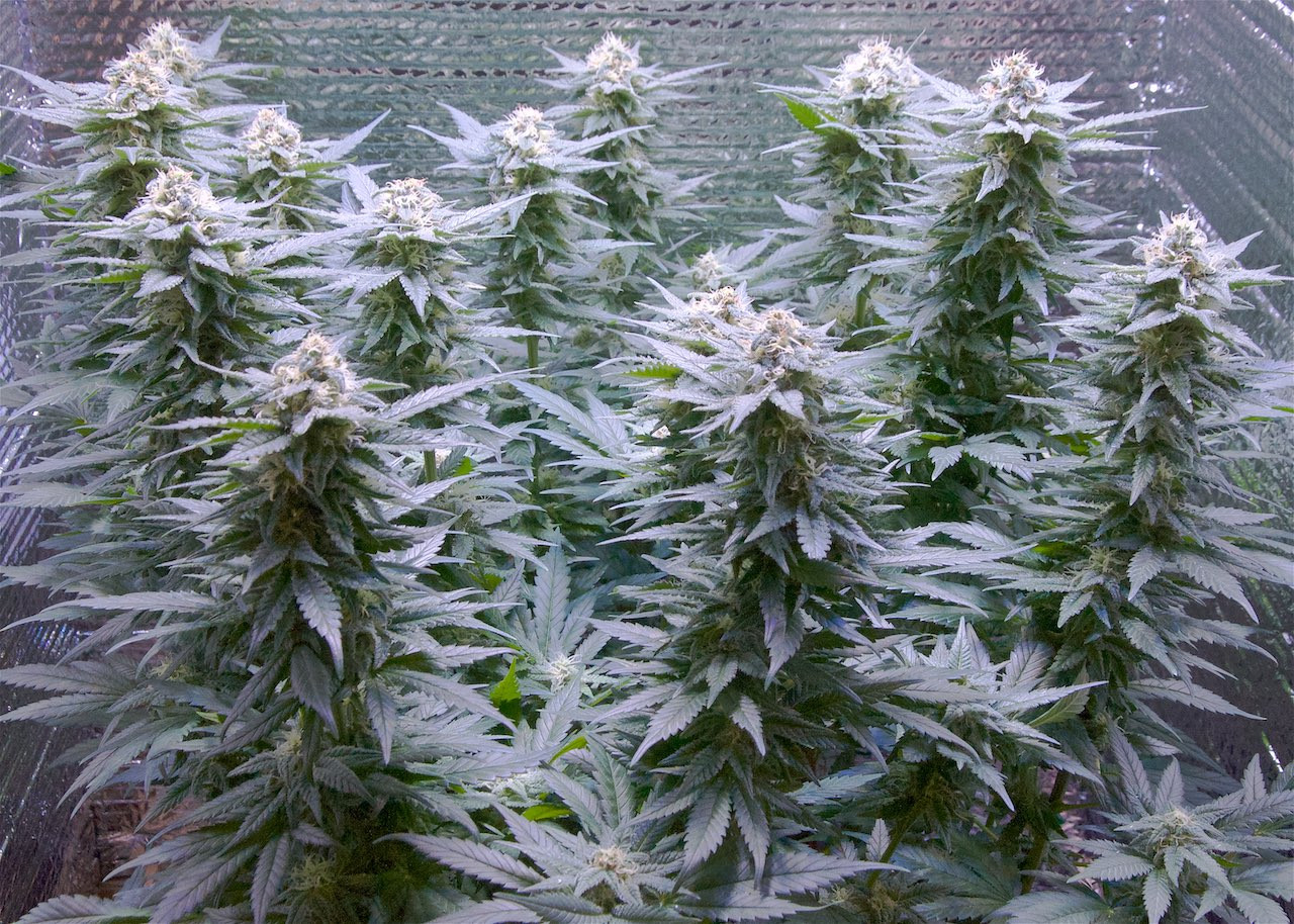 Click image for larger version

Name:	G2 Amnesia Trance, Week 12.9 3 (1).jpg
Views:	459
Size:	519.1 KB
ID:	362303