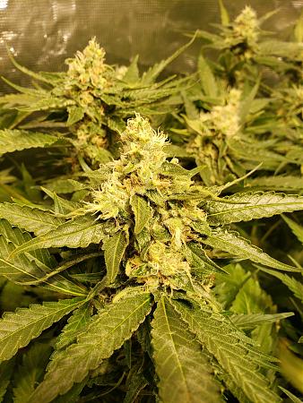 Click image for larger version

Name:	20191127_213527.jpg
Views:	434
Size:	4.12 MB
ID:	355235