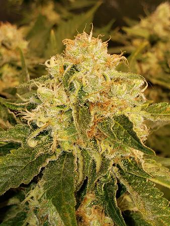 Click image for larger version

Name:	20191203_204002.jpg
Views:	491
Size:	3.31 MB
ID:	355233