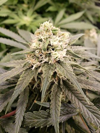 Click image for larger version

Name:	20191204_203916.jpg
Views:	478
Size:	3.23 MB
ID:	355232