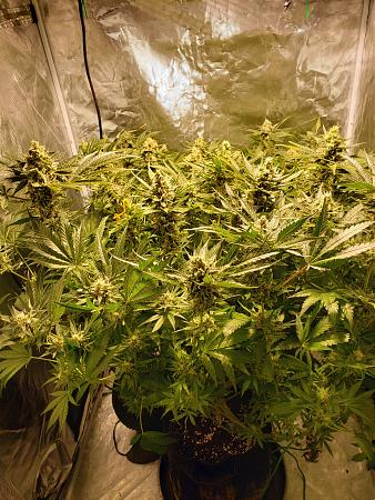 Click image for larger version

Name:	20191201_195910.jpg
Views:	437
Size:	4.15 MB
ID:	355234