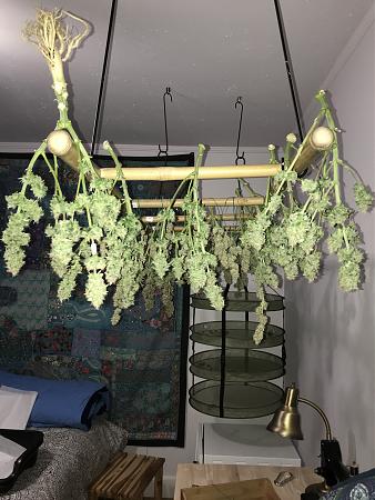 Click image for larger version

Name:	end of harvest.JPG
Views:	562
Size:	2.37 MB
ID:	347376