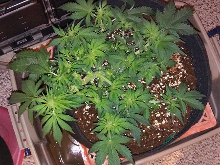 Click image for larger version

Name:	20170126_122107.jpg
Views:	231
Size:	6.32 MB
ID:	48144