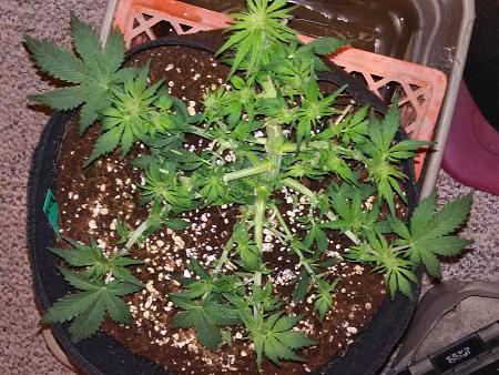 Click image for larger version

Name:	20170126_122635(1).jpg
Views:	231
Size:	5.75 MB
ID:	48145