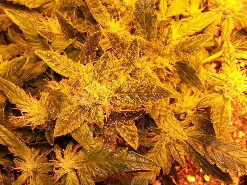 Click image for larger version

Name:	20170126_144831(1).jpg
Views:	211
Size:	8.66 MB
ID:	48146