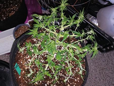 Click image for larger version

Name:	20170128_142852.jpg
Views:	222
Size:	6.66 MB
ID:	49191