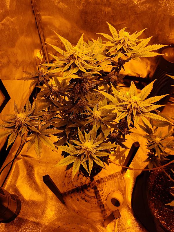 Click image for larger version

Name:	IMG_20200326_131222.jpg
Views:	791
Size:	1.89 MB
ID:	388290