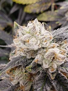 Click image for larger version

Name:	20200214_072836.jpg
Views:	247
Size:	2.82 MB
ID:	375658