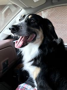 Click image for larger version

Name:	C6648488-10D6-43CB-B61A-8F7B4EB28DB1.jpeg
Views:	674
Size:	1.71 MB
ID:	349898