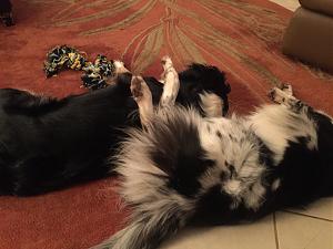 Click image for larger version

Name:	BA5FB6C2-CE5E-49CD-B37E-2BBED76EBAF5.jpeg
Views:	679
Size:	1.46 MB
ID:	349899