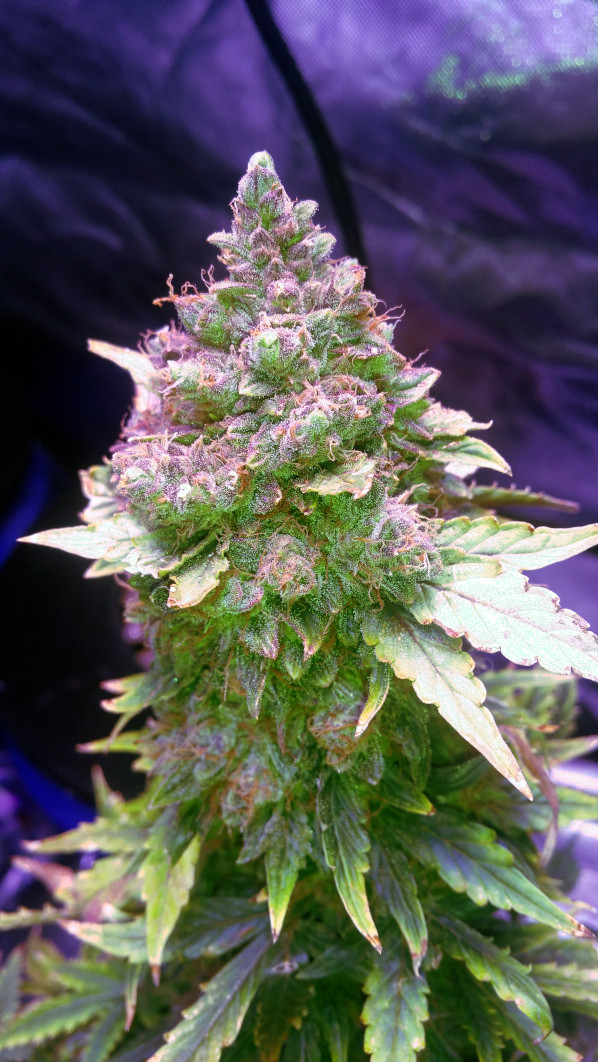 Click image for larger version

Name:	week13_top.jpg
Views:	322
Size:	225.1 KB
ID:	364308