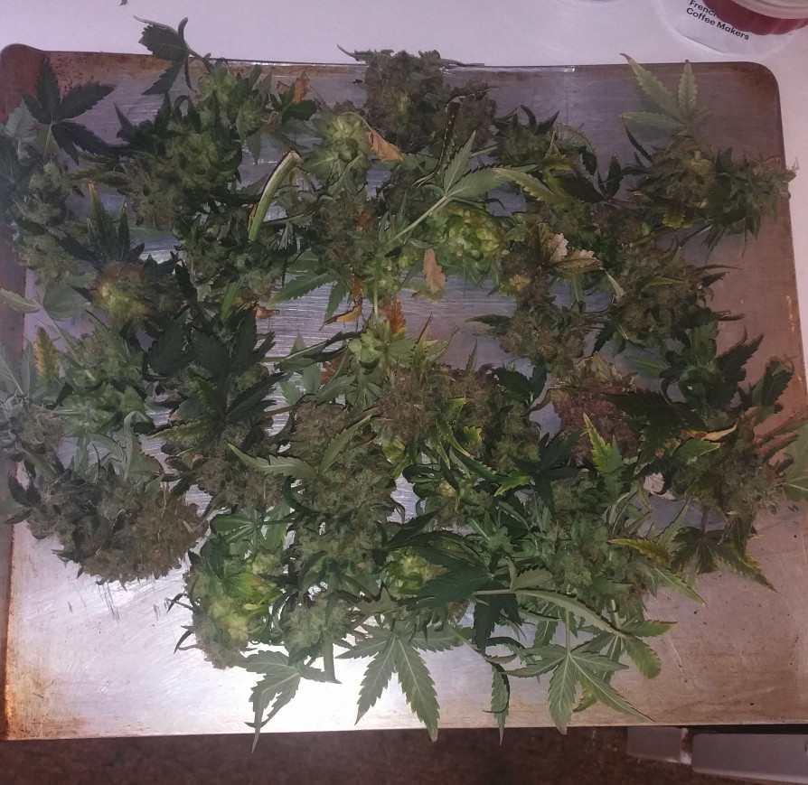 Click image for larger version

Name:	week 14 tray.jpg
Views:	322
Size:	236.4 KB
ID:	366333