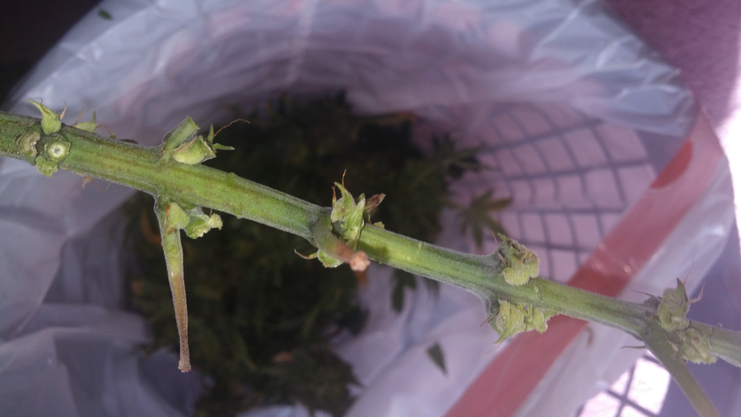 Click image for larger version

Name:	week 14 stem.jpg
Views:	292
Size:	105.7 KB
ID:	366331