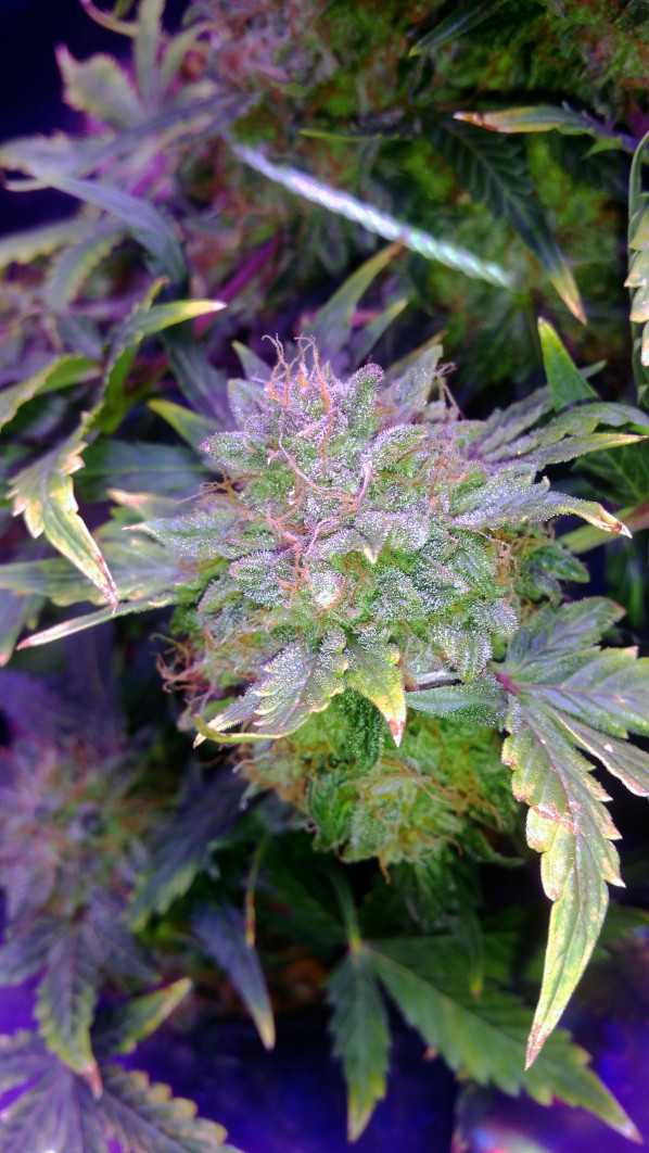 Click image for larger version

Name:	week13_bud-1.jpg
Views:	334
Size:	221.0 KB
ID:	364309