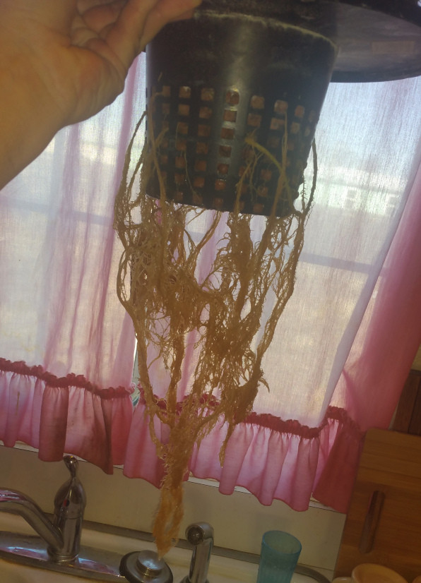 Click image for larger version

Name:	week 14 roots 1.jpg
Views:	292
Size:	123.6 KB
ID:	366329