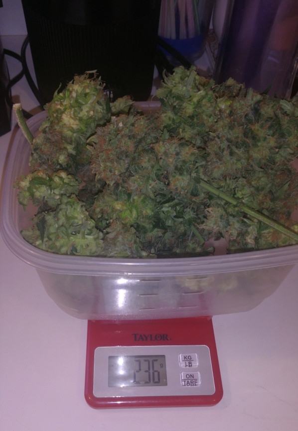 Click image for larger version

Name:	week 14 tub.jpg
Views:	324
Size:	110.7 KB
ID:	366334