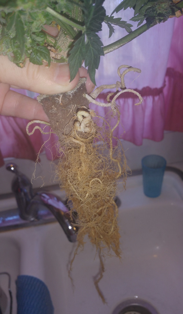 Click image for larger version

Name:	week 14 roots 2.jpg
Views:	315
Size:	124.0 KB
ID:	366330