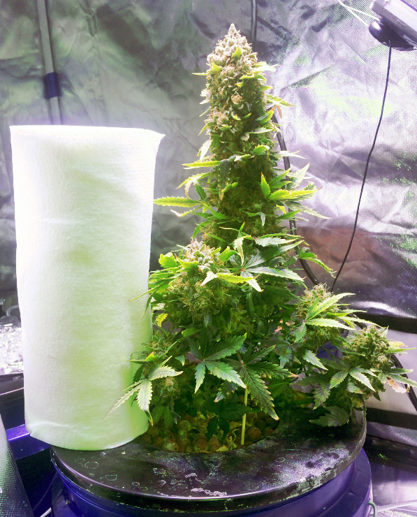 Click image for larger version

Name:	week13_tall.jpg
Views:	327
Size:	184.0 KB
ID:	364307