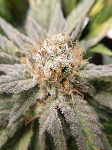 Click image for larger version

Name:	20200205_214915.jpg
Views:	354
Size:	2.44 MB
ID:	373403