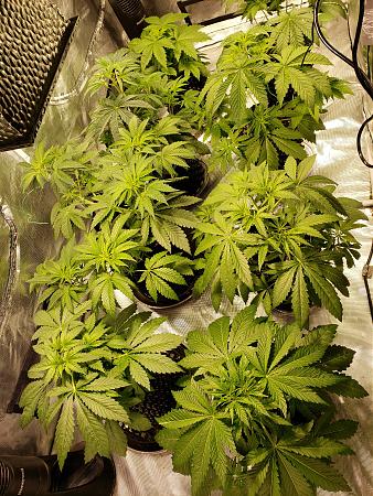 Click image for larger version

Name:	20191206_155339.jpg
Views:	410
Size:	5.54 MB
ID:	355516