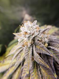 Click image for larger version

Name:	20200205_213526.jpg
Views:	338
Size:	2.97 MB
ID:	373397