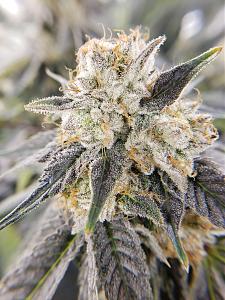 Click image for larger version

Name:	20200205_212745.jpg
Views:	348
Size:	3.54 MB
ID:	373399