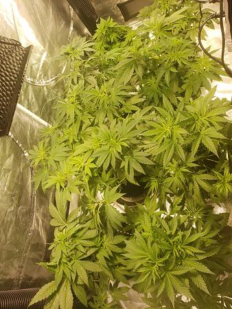 Click image for larger version

Name:	20191210_070801.jpg
Views:	458
Size:	4.15 MB
ID:	356388