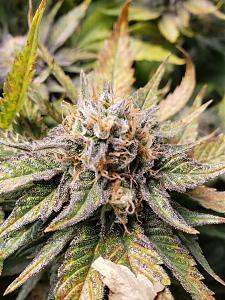 Click image for larger version

Name:	20200205_214853.jpg
Views:	331
Size:	3.28 MB
ID:	373404