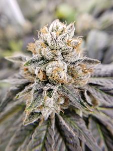 Click image for larger version

Name:	20200205_213553.jpg
Views:	358
Size:	2.70 MB
ID:	373395