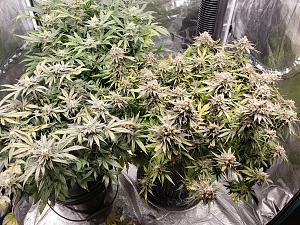 Click image for larger version

Name:	20191222_221153.jpg
Views:	339
Size:	5.41 MB
ID:	371740