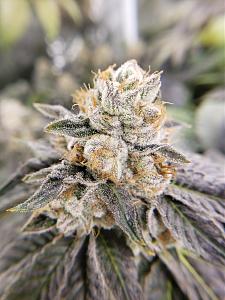 Click image for larger version

Name:	20200205_212739.jpg
Views:	332
Size:	2.91 MB
ID:	373398