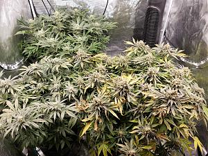 Click image for larger version

Name:	20191218_075202.jpg
Views:	291
Size:	5.41 MB
ID:	358524