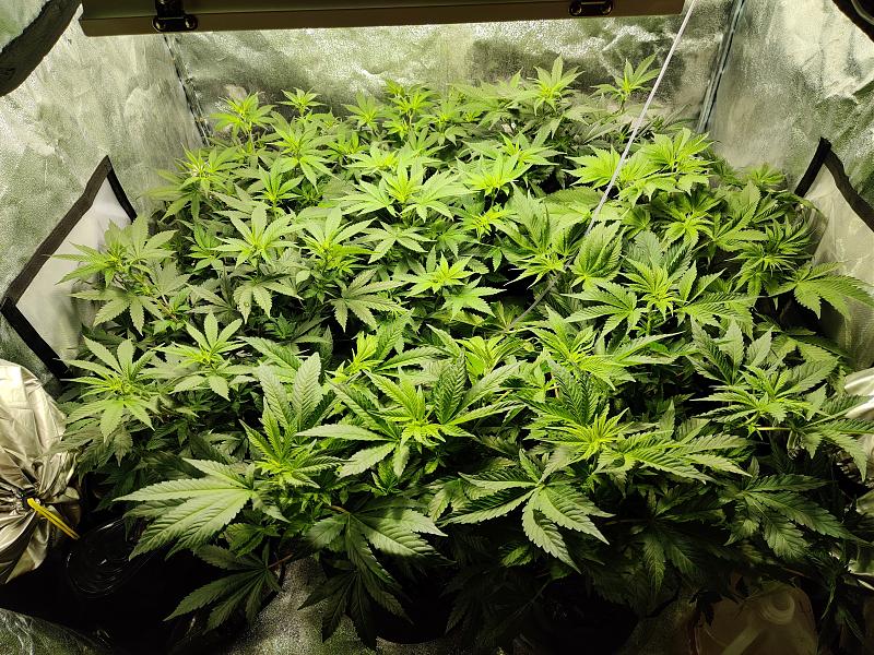 Click image for larger version

Name:	clones.jpg
Views:	329
Size:	4.33 MB
ID:	379822