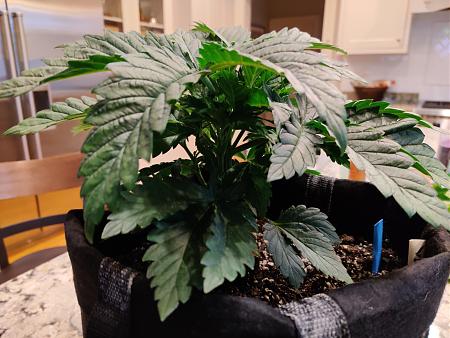 Click image for larger version

Name:	BushyUncut2.jpg
Views:	390
Size:	2.24 MB
ID:	374402