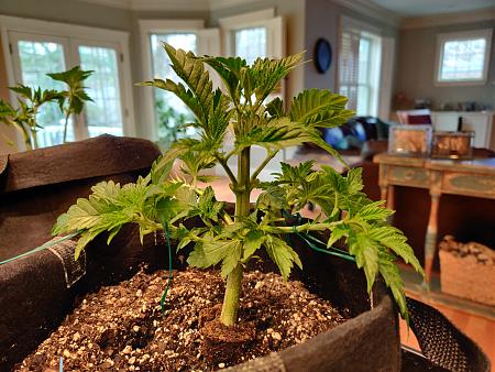 Click image for larger version

Name:	clone2.jpg
Views:	394
Size:	3.04 MB
ID:	374400