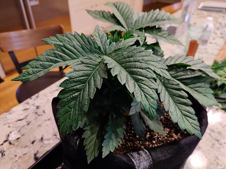 Click image for larger version

Name:	bushyUncut.jpg
Views:	380
Size:	2.15 MB
ID:	374403