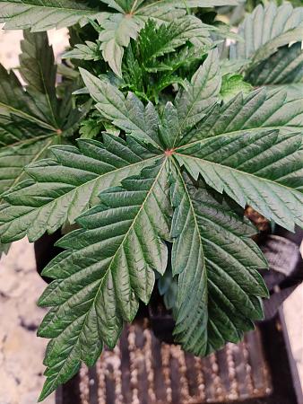 Click image for larger version

Name:	bushyUncutTop2.jpg
Views:	369
Size:	2.94 MB
ID:	374405