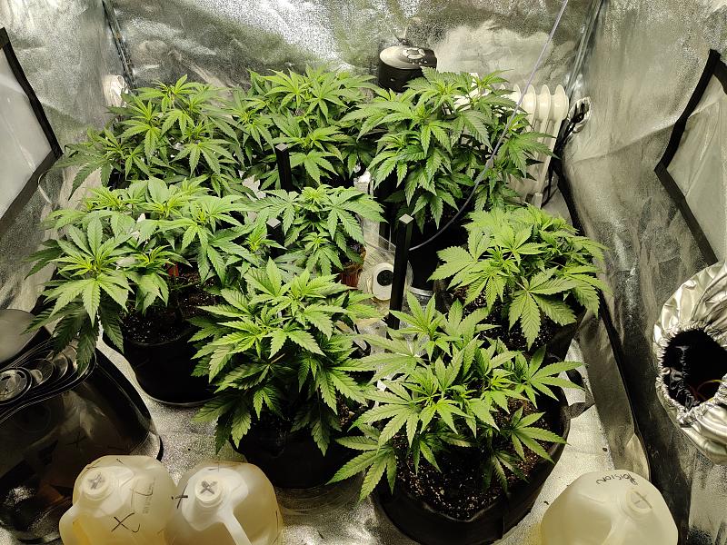 Click image for larger version

Name:	02152020_clones.jpg
Views:	359
Size:	4.16 MB
ID:	376092