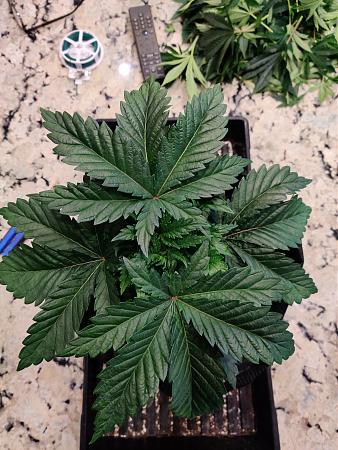 Click image for larger version

Name:	bushyUncutTop.jpg
Views:	378
Size:	2.52 MB
ID:	374404