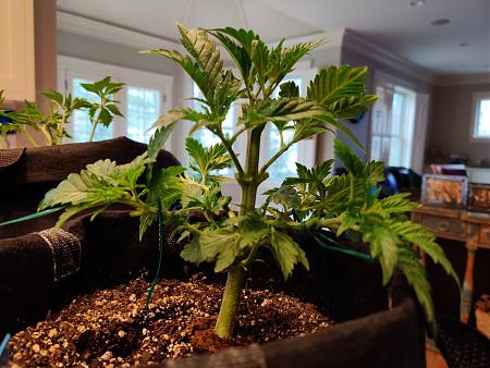 Click image for larger version

Name:	clone3.jpg
Views:	393
Size:	2.40 MB
ID:	374399