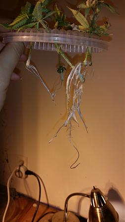 Click image for larger version

Name:	20200201_155704.jpg
Views:	409
Size:	2.50 MB
ID:	372007