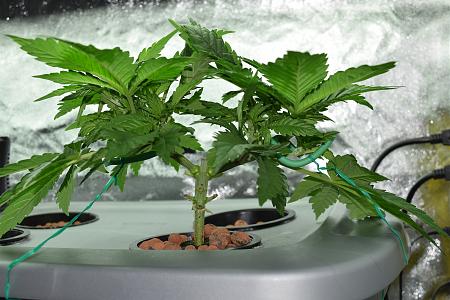 Click image for larger version

Name:	DSC_0226.JPG
Views:	635
Size:	5.70 MB
ID:	19879