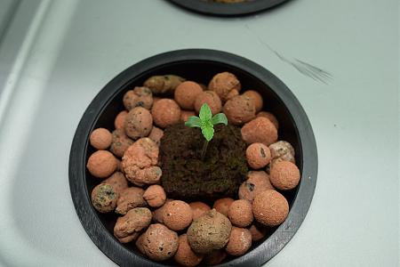 Click image for larger version

Name:	Newbaby.JPG
Views:	632
Size:	4.70 MB
ID:	14843