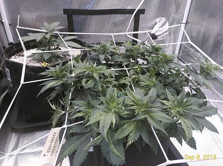 Click image for larger version

Name:	P_20180908_114838_vHDR_On_p.jpg
Views:	251
Size:	4.32 MB
ID:	246352