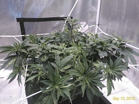 Click image for larger version

Name:	P_20180910_154341_vHDR_On_p.jpg
Views:	242
Size:	4.13 MB
ID:	247301