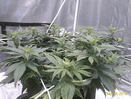 Click image for larger version

Name:	P_20180918_125737_vHDR_On_p.jpg
Views:	243
Size:	2.55 MB
ID:	250168