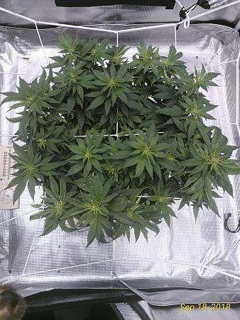 Click image for larger version

Name:	P_20180918_125717_vHDR_On_p.jpg
Views:	246
Size:	3.44 MB
ID:	250169