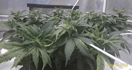 Click image for larger version

Name:	P_20180912_132938_vHDR_On_p_1.jpg
Views:	249
Size:	3.26 MB
ID:	248249