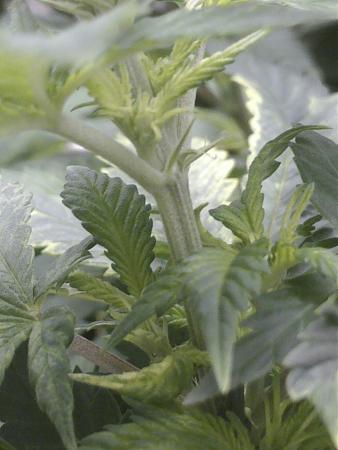 Click image for larger version

Name:	P_20180918_130032_vHDR_On.jpg
Views:	258
Size:	1.63 MB
ID:	250167